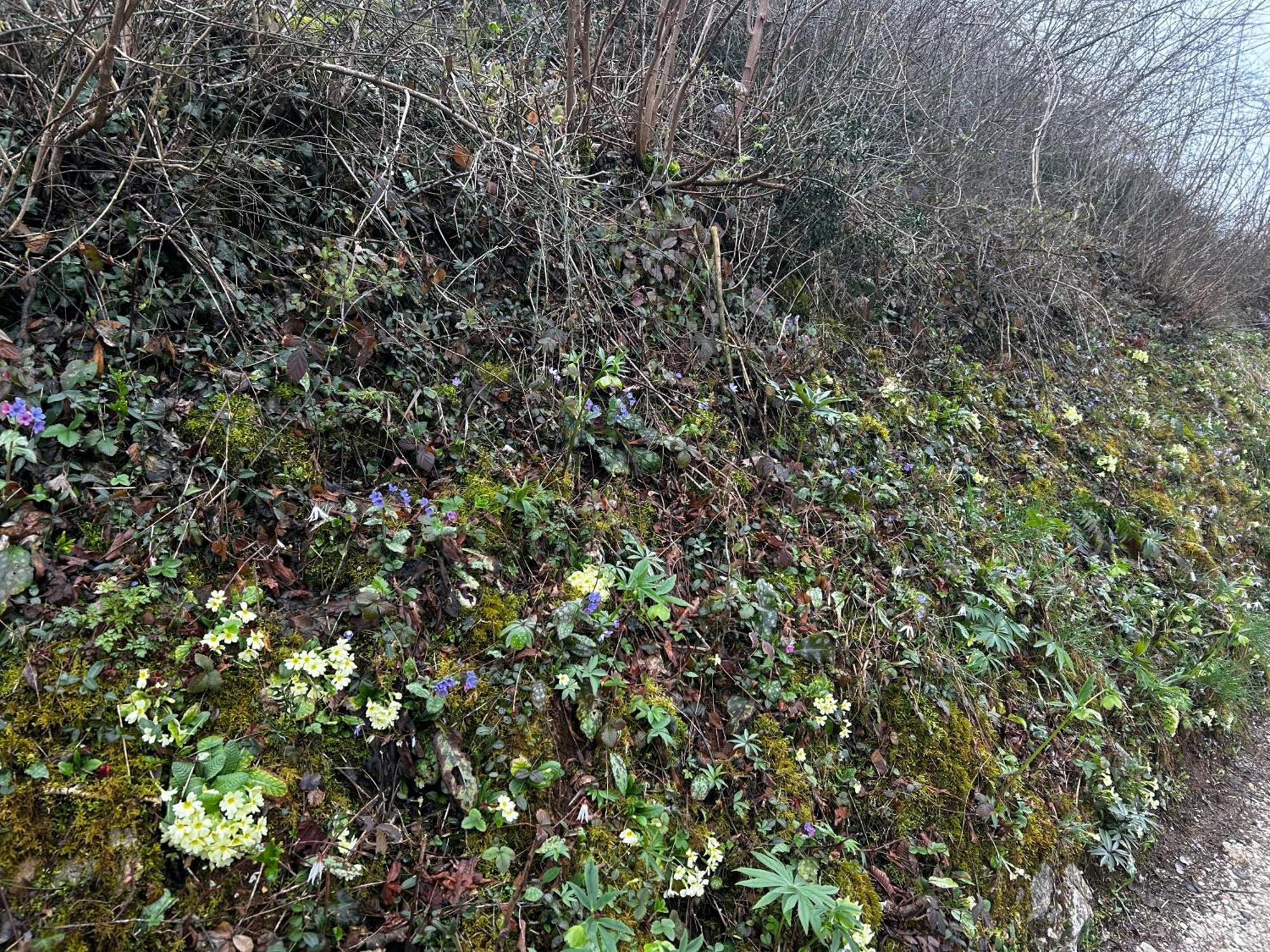 Nuovo B&B Colline San Benedetto Marostica Eksteriør billede